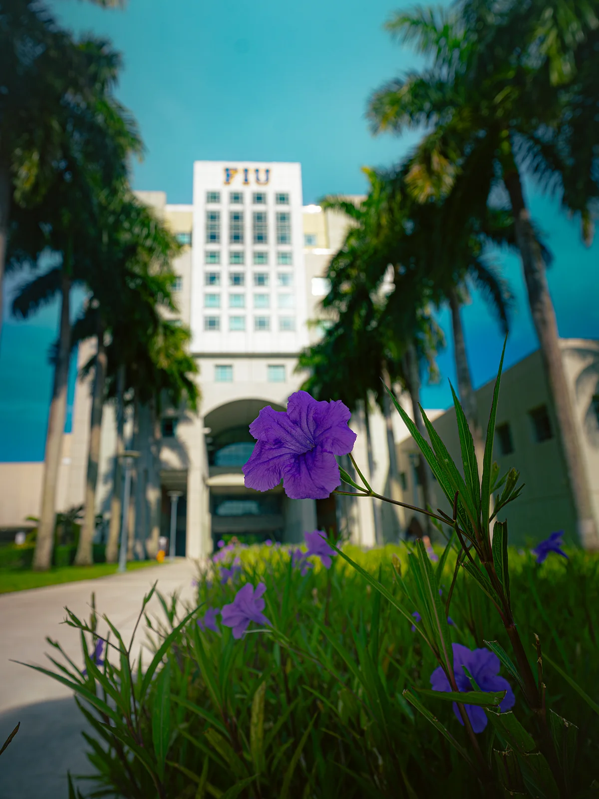 Flower in front of FIU's Green Library